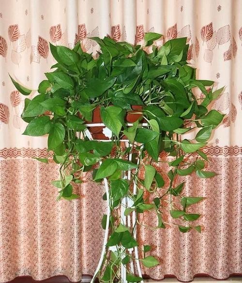 西北室内花卉养护指南（让你的家更有生命力的15种室内植物）