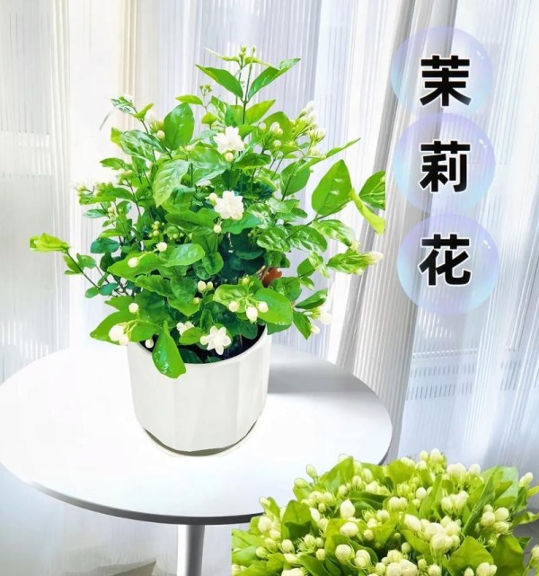 怎么室内养花？室内花卉养护的五个小技巧？