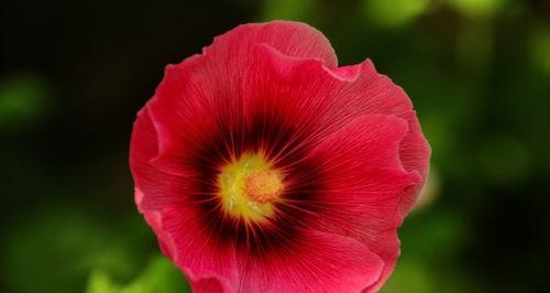 西北室内花卉养护指南（让你的家更有生命力的15种室内植物）
