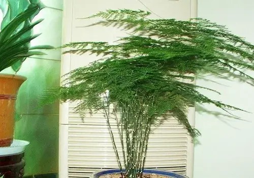 室内养什么植物好?室内植物怎么养护