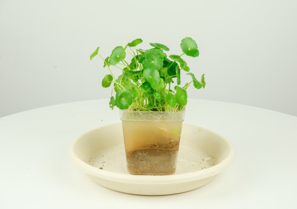 十种室内最好养的植物盆栽