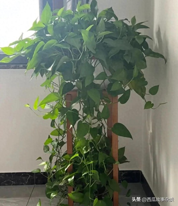 想在屋内养植一些花花草草，这几种绿植非常适合新手