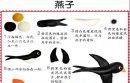 儿童手工diy橡皮泥小燕子