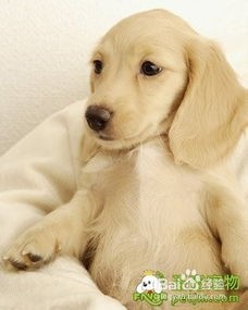 宠物狗的日常美容护理要点是什么