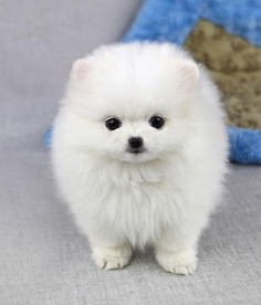 博美犬笼养宠物护理要点:清洁、喂食、互动。