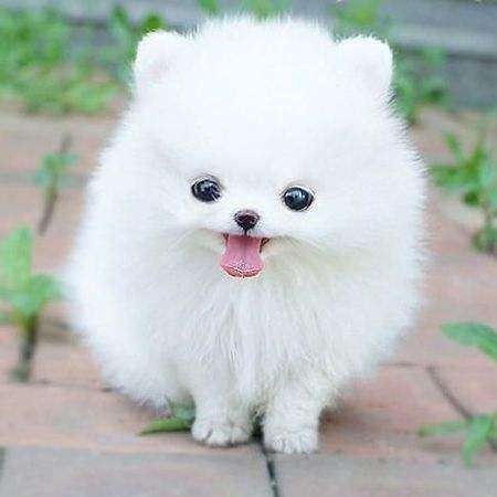 博美犬笼养宠物护理要点:清洁、喂食、互动。