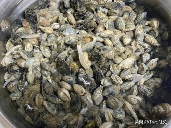 花蛤的种类、特点、食用方法及烹饪技巧，让你的美食与众不同