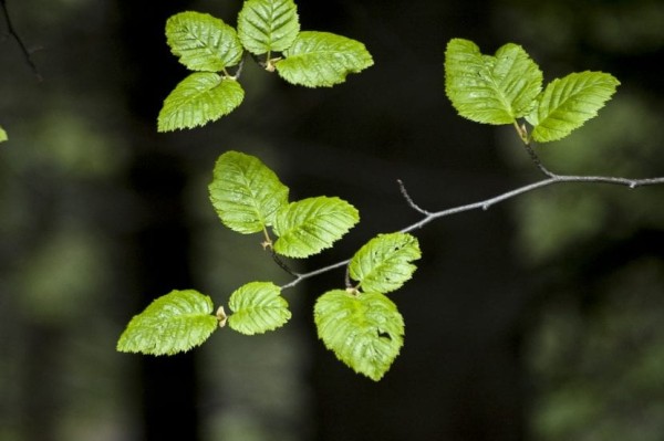 Hojas de planta