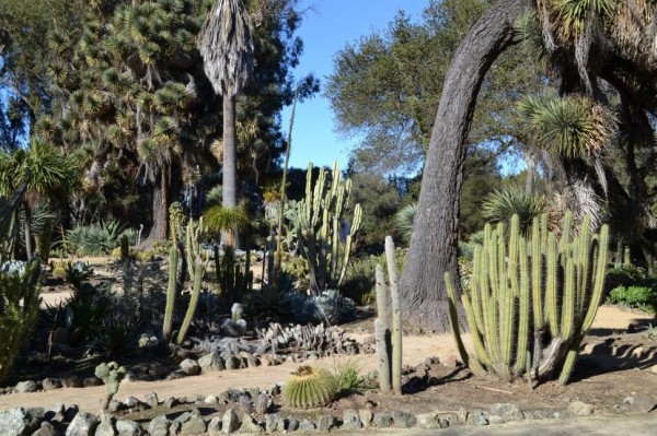 Jardín de cactus