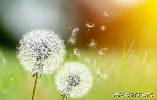绿色环保的优美唯美句子有哪些？如何在日常生活中应用？