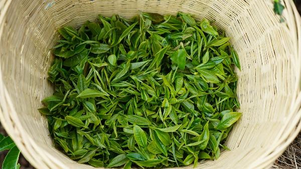 藤编背篓放置采摘的新鲜茶叶