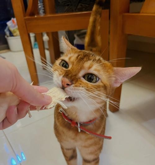 从宠物小猫到家庭成员——如何清理小猫乱拉屎（宠物小猫的便便问题）