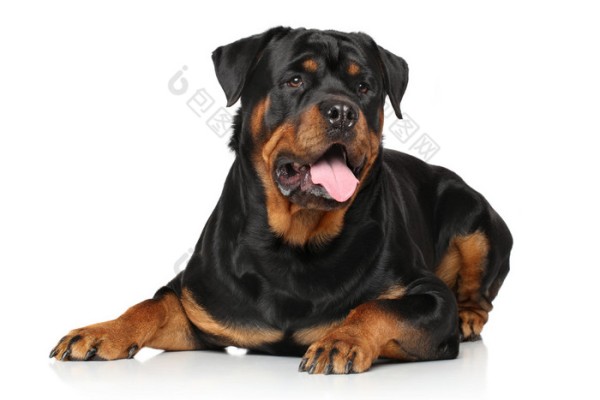 白色背景罗威纳犬悠闲躺卧