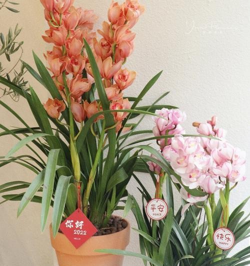 春节花卉的象征寓意与传统习俗（花开富贵）
