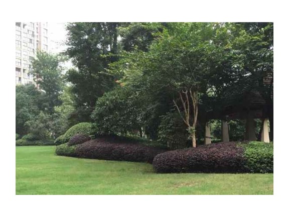 相城区智能绿化种植设计,绿化种植