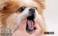狗感冒呕吐需要注意什么？狗狗呕吐背后的秘密