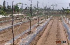 苹果树拉枝有哪些作用