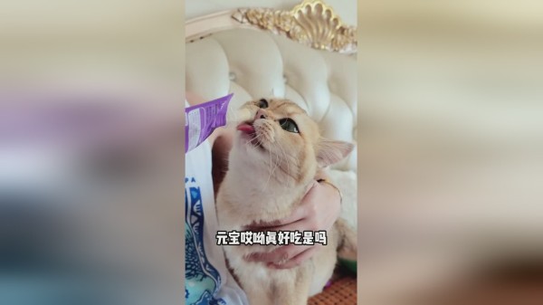 撸猫日常～元宝太可爱了！！