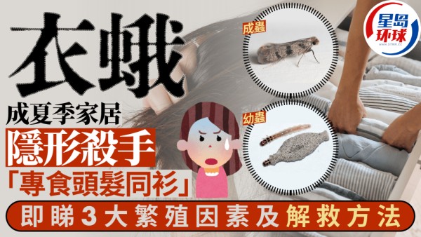 衣蛾成夏季家居“隐形杀手”