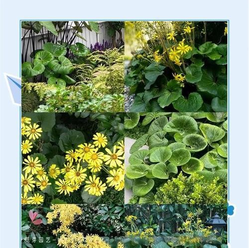 室内耐阴植物推荐？哪些植物适合阴暗环境？