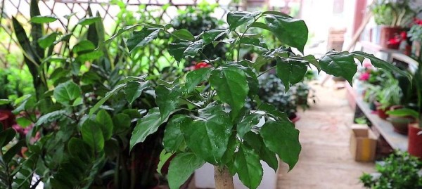 幸福树，室内除甲醛的绿色利器（以植物为媒介）