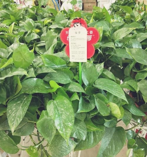 绿植净化室内空气的神奇力量（甲醛问题解决方案） 第1张
