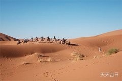 属龙人养琴叶榕好不好