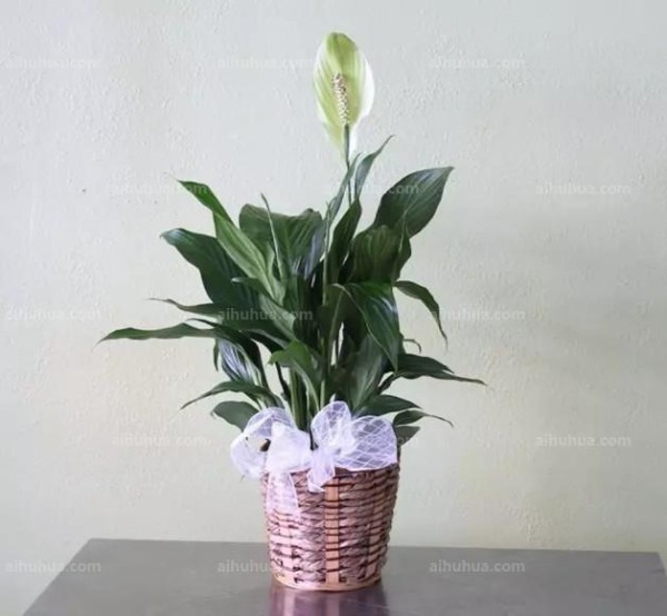 白掌