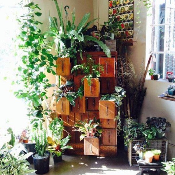 8种适合室内种植的绿植，净化空气，为家人健康保驾护航
