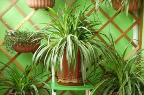 8种适合室内种植的绿植，净化空气，为家人健康保驾护航