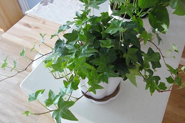 8种适合室内种植的绿植，净化空气，为家人健康保驾护航