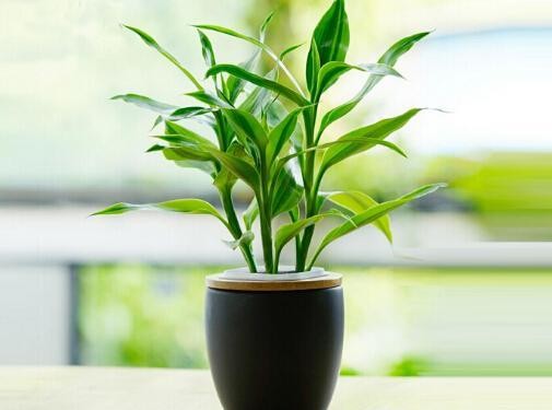 8种适合室内种植的绿植，净化空气，为家人健康保驾护航