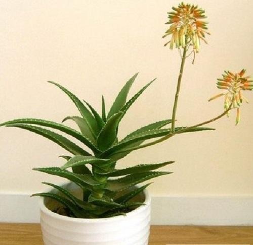 8种适合室内种植的绿植，净化空气，为家人健康保驾护航