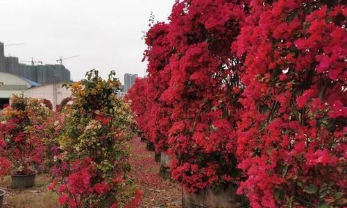 让家门口绽放美丽的三角梅（品种选择、栽培技巧、美化环境）-第1张图片-绿意生活
