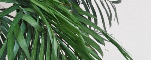 散尾葵适合放客厅吗