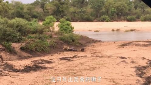 小河马为了保护生病的妈妈，勇敢抵抗狮子，既心疼又感动.