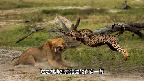 雄狮带媳妇孩子出门散步，半路遇到猎豹，雄狮二话不说就去追