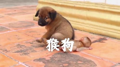 小奶狗在道台上，发现一只奄奄一息的小猴子，它的做法堪比教科书