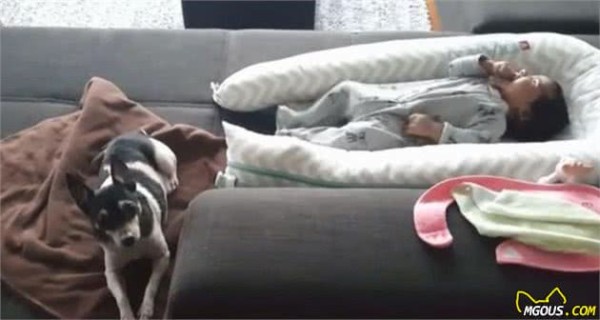 看看这十种聪明狗狗们是如何照顾宝宝的，你更喜欢谁？