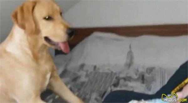 看看这十种聪明狗狗们是如何照顾宝宝的，你更喜欢谁？
