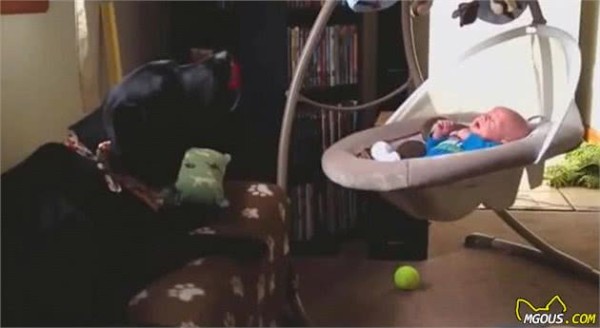 看看这十种聪明狗狗们是如何照顾宝宝的，你更喜欢谁？