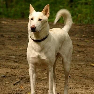 迦南犬