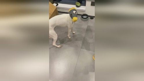 让这狗拆家 这下老实了吧