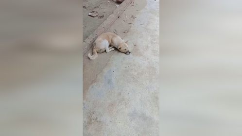 这狗太懒了 天天睡觉