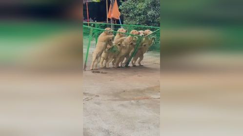 这几只狗也太不听话了吧