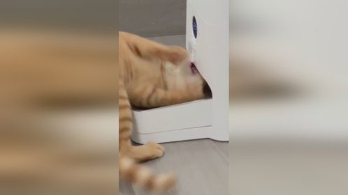 这猫也太心急了
