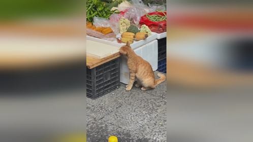 这猫怎么豆腐也吃上了