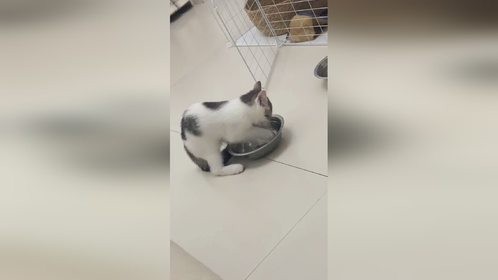 这猫也太贪玩了