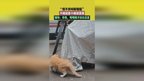 怪不得叫躲猫猫，大橘追着小橘捉迷藏