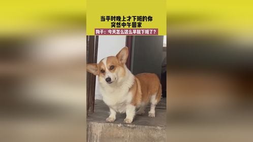 狗子：今天怎么这么早就下班了？